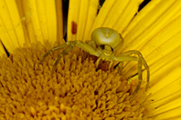 Misumena vatia